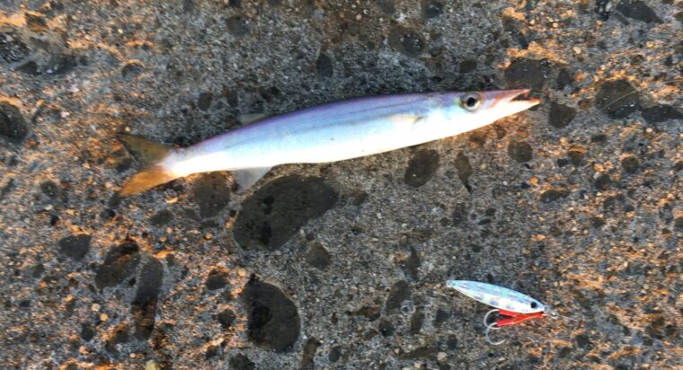 ショアジギングで釣れる魚 カマス
