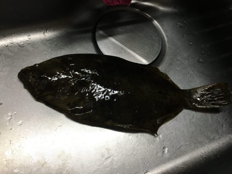 ガンガンジグ2で釣ったヒラメ