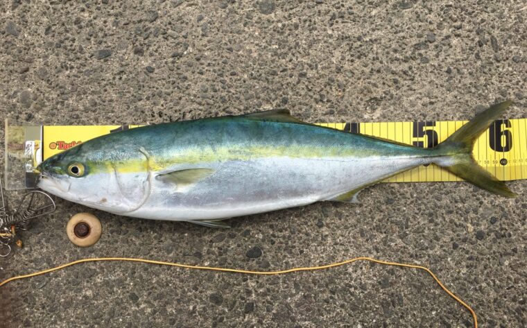 ショアジギングで釣れる魚 ブリ(イナダ・ワラサ)