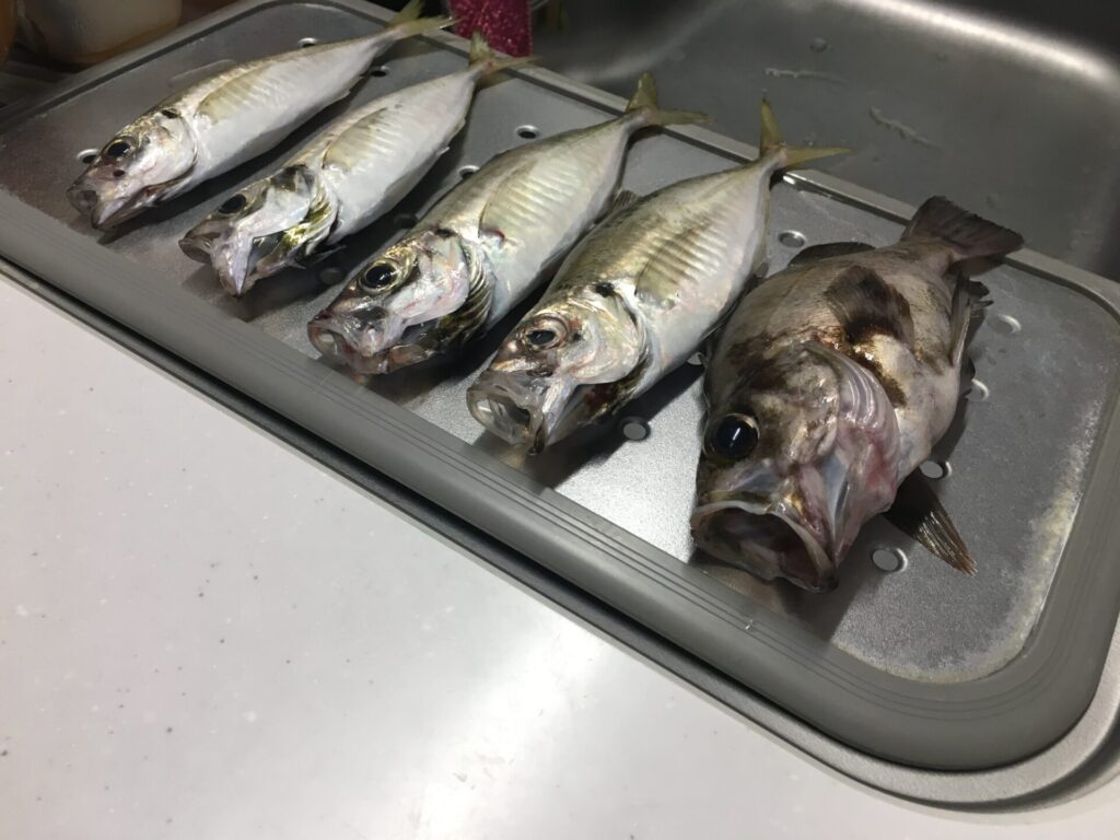 スーパーライトショアジギングで釣れる魚