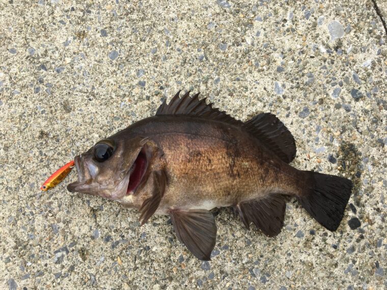 ジグパラマイクロで釣れたメバル