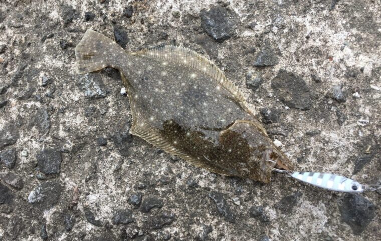 ソゲ(ヒラメ)も釣れちゃう!