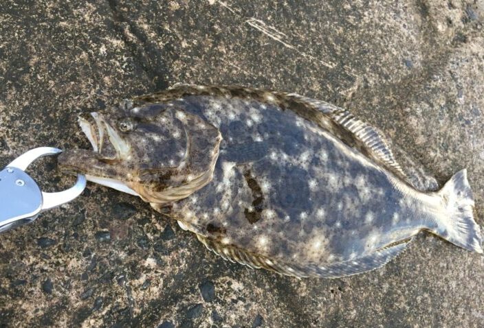 ダイソージグで釣れたヒラメ~2匹目~
