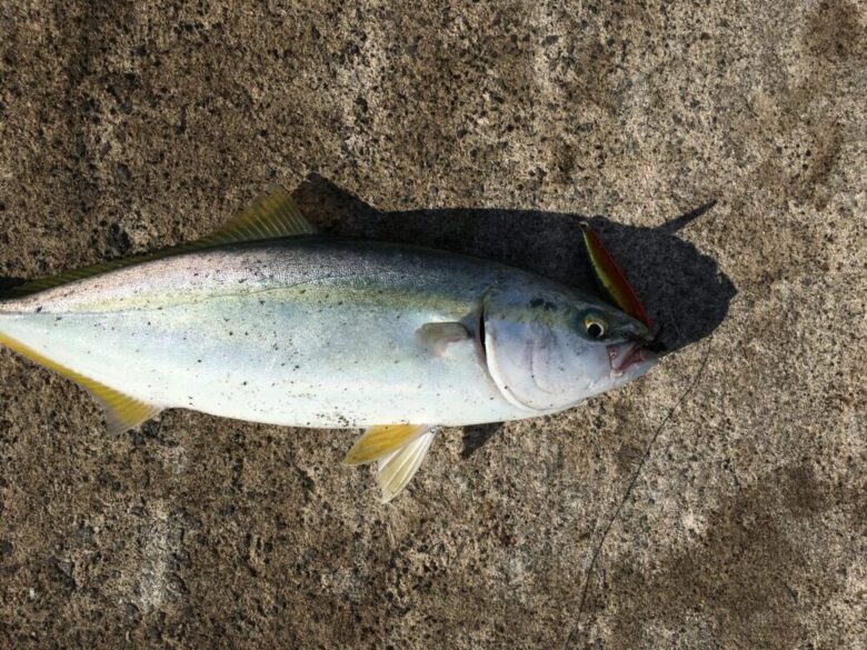 ショアジギングで青物が釣れる