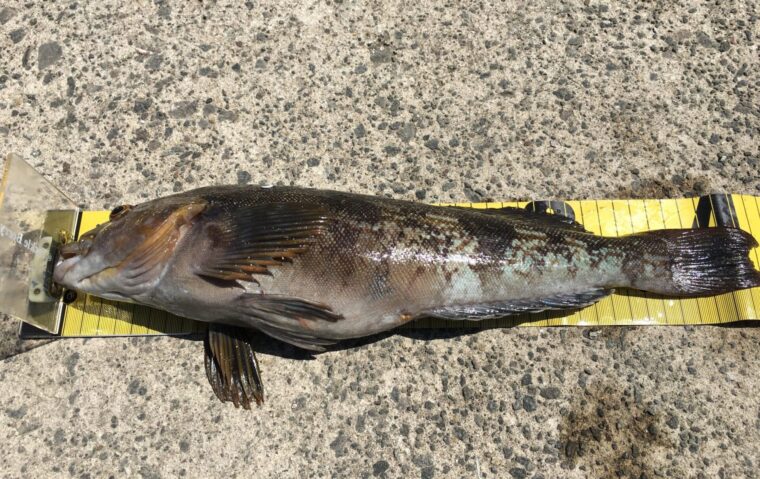 ライトショアジギングはアイナメも釣れる