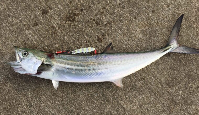 ショアジギングで釣れる魚 サワラ(サゴシ、ナギ)