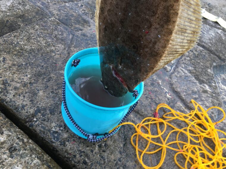 ガンガンジグ2はヒラメが釣れやすい