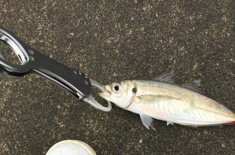 【アジ】サイズが大きいとジグに食ってくる