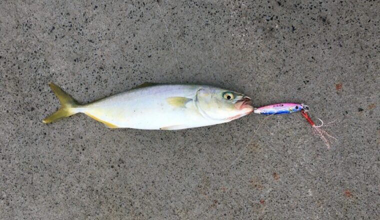 スーパーライトショアジギンで釣れる魚