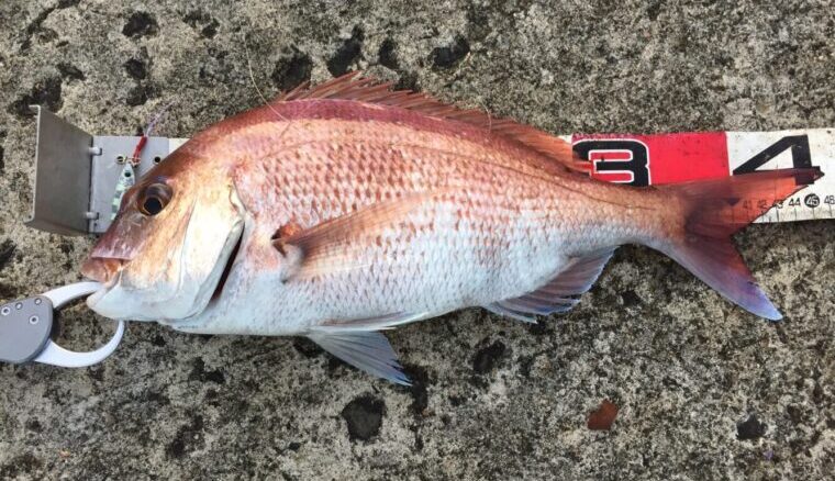ライトショアジギングは真鯛も釣れる