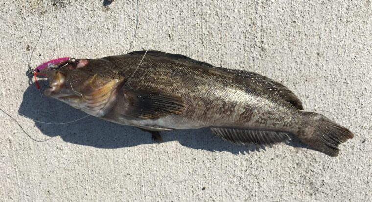 ショアジギングで釣れる魚 アイナメ