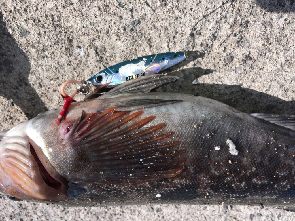 ジグパラTGで釣れたアイナメ