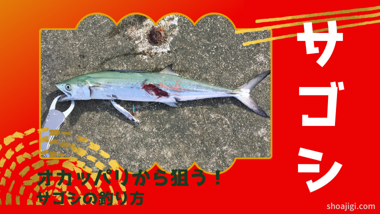 美味しいサゴシをショアから釣ろう!
