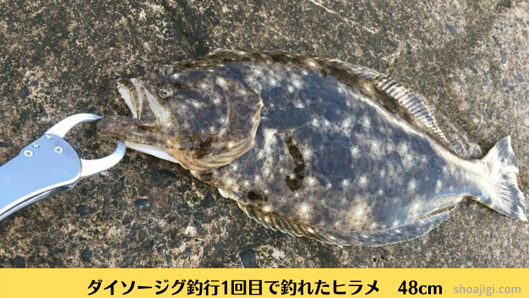 ダイソージグで釣れたヒラメ