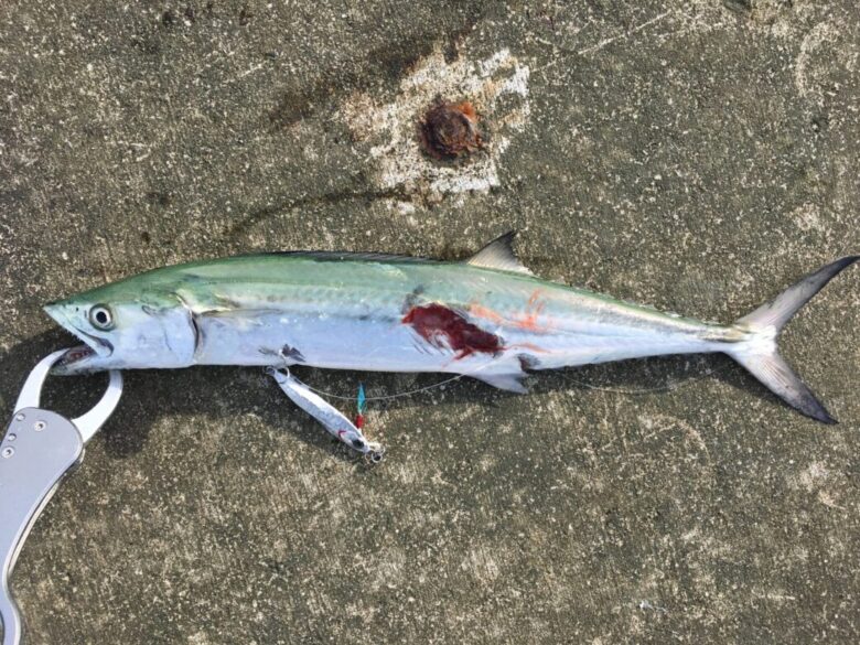 ショアジギングでサゴシも釣れる