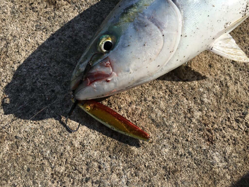 ナブラ撃ちで釣果アップしよう