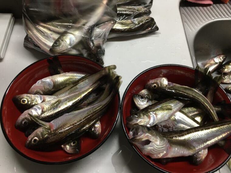 ハタハタは釣り場が大事!