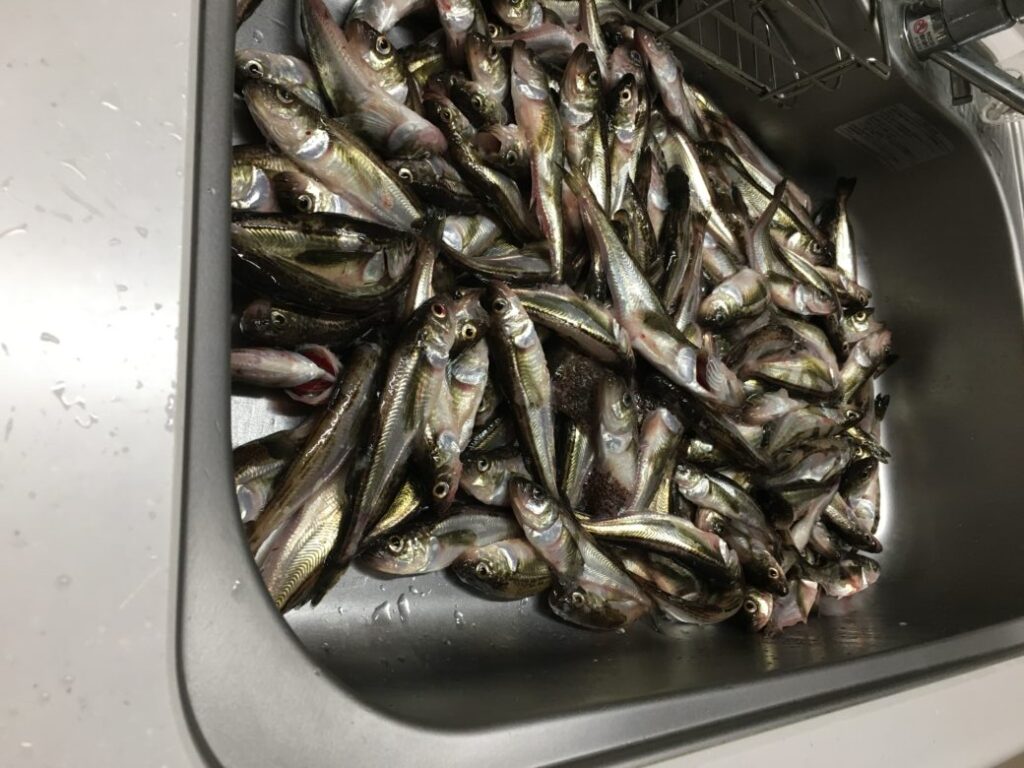 ハタハタは接岸タイミングと釣り場が大事!
