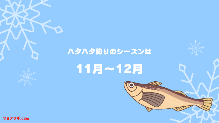 ハタハタは冬に釣れる